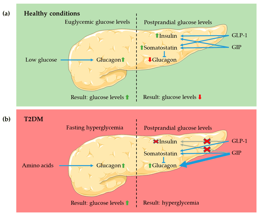 metabolic research