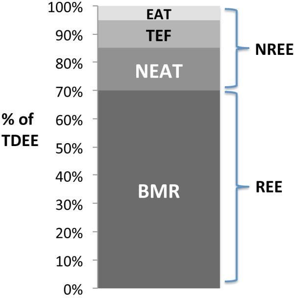 Components of total daily energy expenditure TDEEBMRbasal metabolic rate